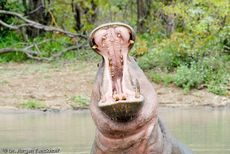 Flusspferd (101 von 104).jpg